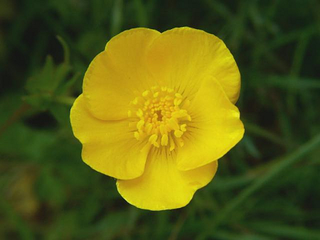 RANUNCULUS BULBOSUS